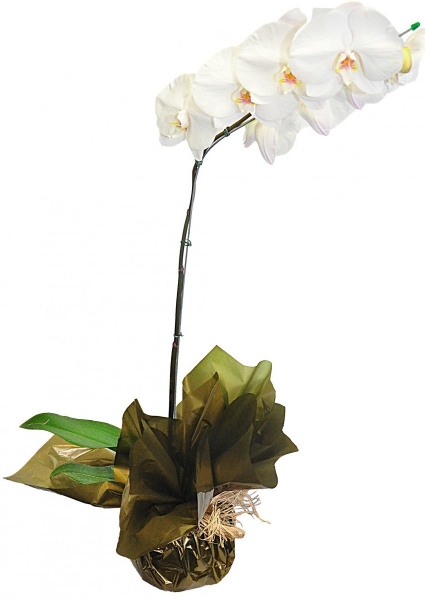 Orquídea Plantada