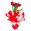 Tulipa Especial