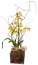 Oncidium Plantado